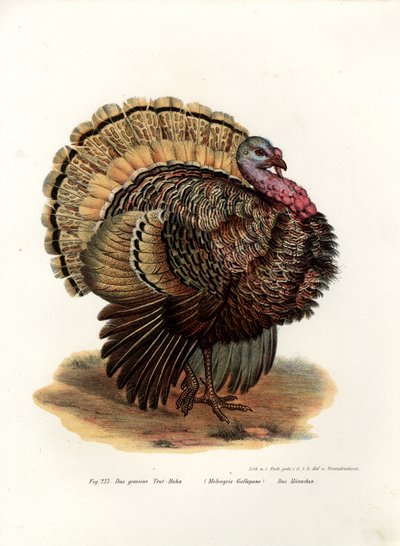 Wild Turkey by German School